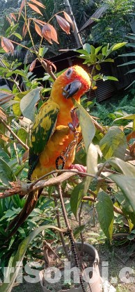 Sunkonur 6 Month Yellow dominant Very Good Quality (Urgent )